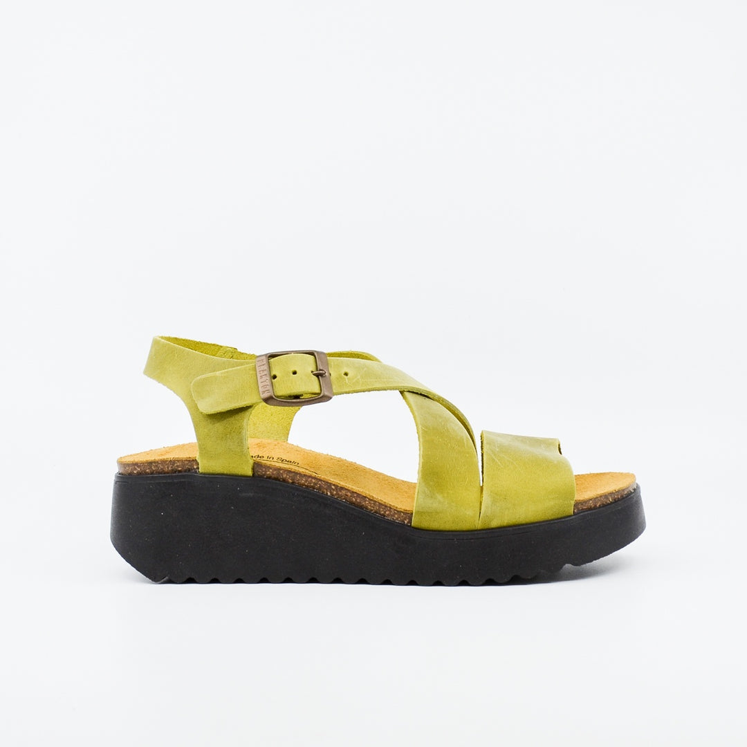 Plakton 336442 pistachio