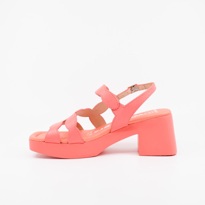 Wonders D-1020 coral