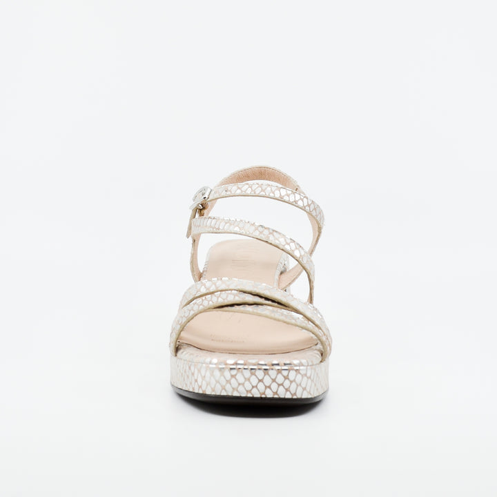 Wonders G-6821 silver croc